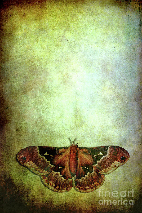 Moth Photograph by Stephanie Frey