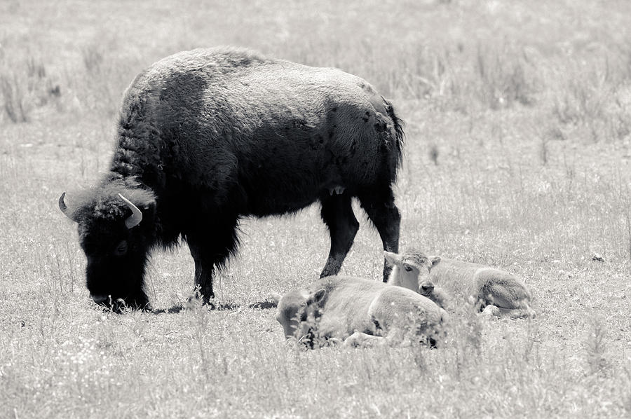 Mother and Baby Buffalos Photograph by Julie Niemela