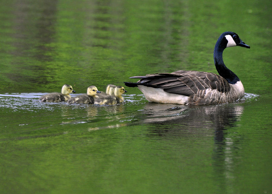 Goose Photograph - Mother and Brood  - 0992c1730b by Paul Lyndon Phillips