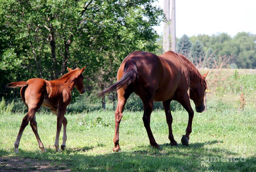Mother and Colt Photograph by Yumi Johnson