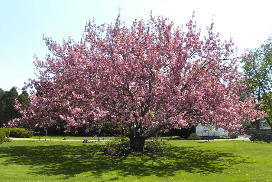 Spring Photograph - Mother Cherry Tree by Laurel Porter-Gaylord