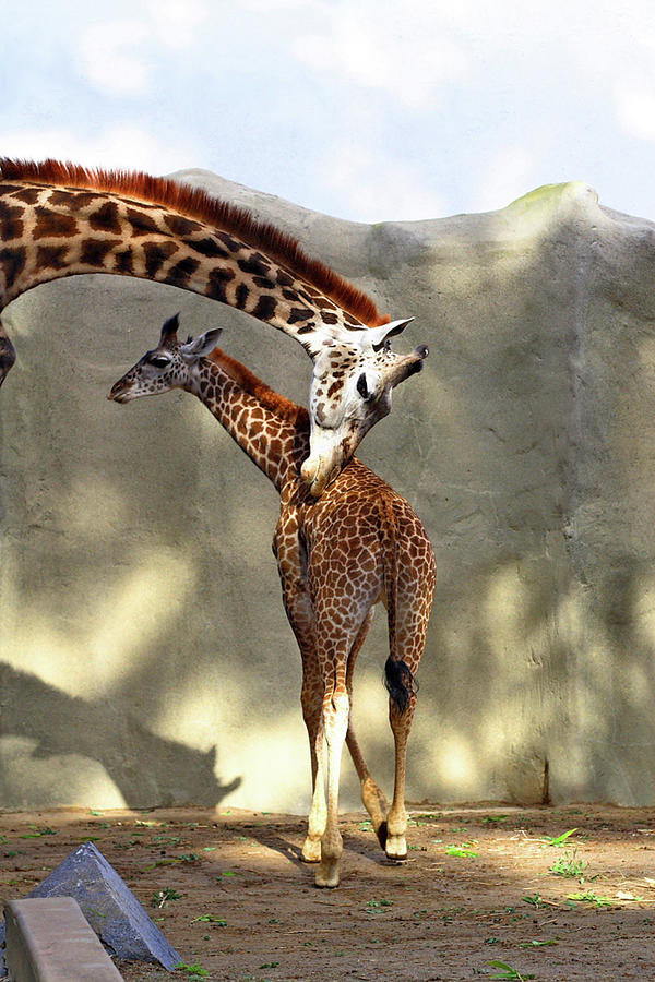 Mother Child Giraffe Photograph by Lorraine Devon Wilke