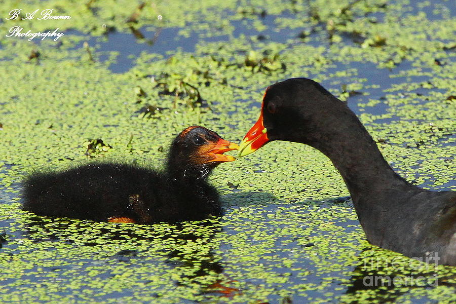 Mother common Gallinule feeding baby chick Photograph by Barbara Bowen