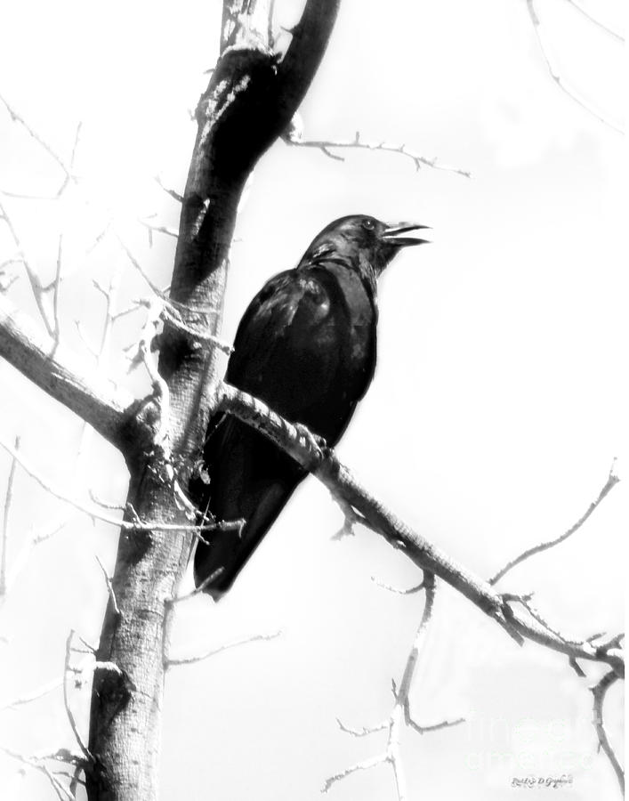 Crow Digital Art - Mother Crow by Rhonda Strickland