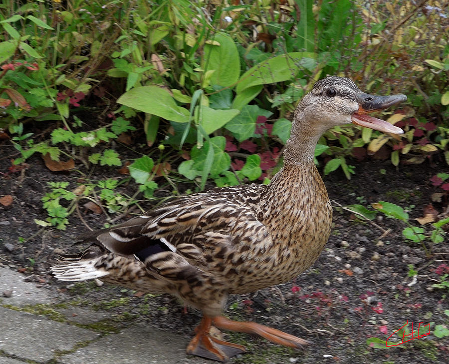 Duck Photograph - Mother Duck on a Walk About  by Colette V Hera Guggenheim
