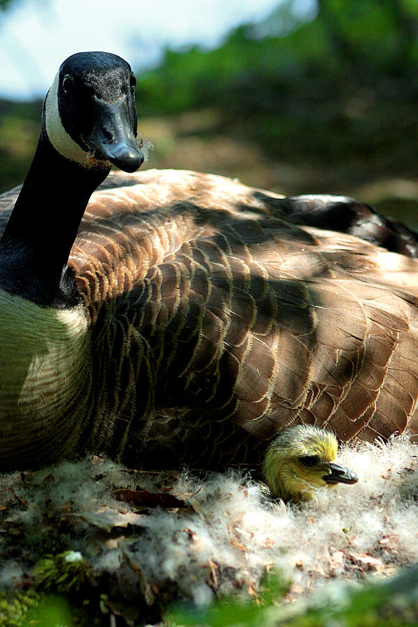 Mother goose and gosling Photograph by Emanuel Tanjala