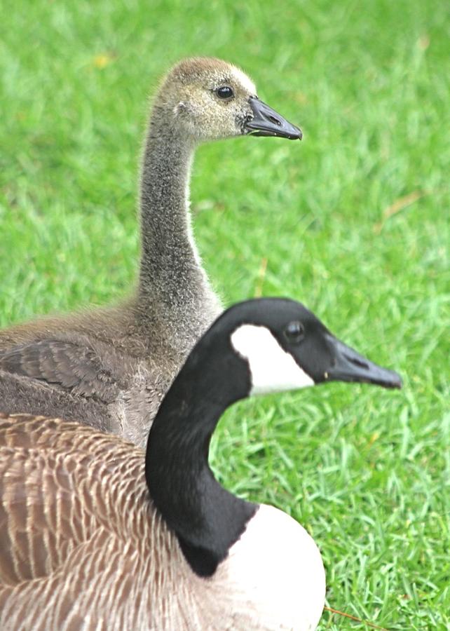 Mother Goose and Gosling Photograph by Jeanne Juhos