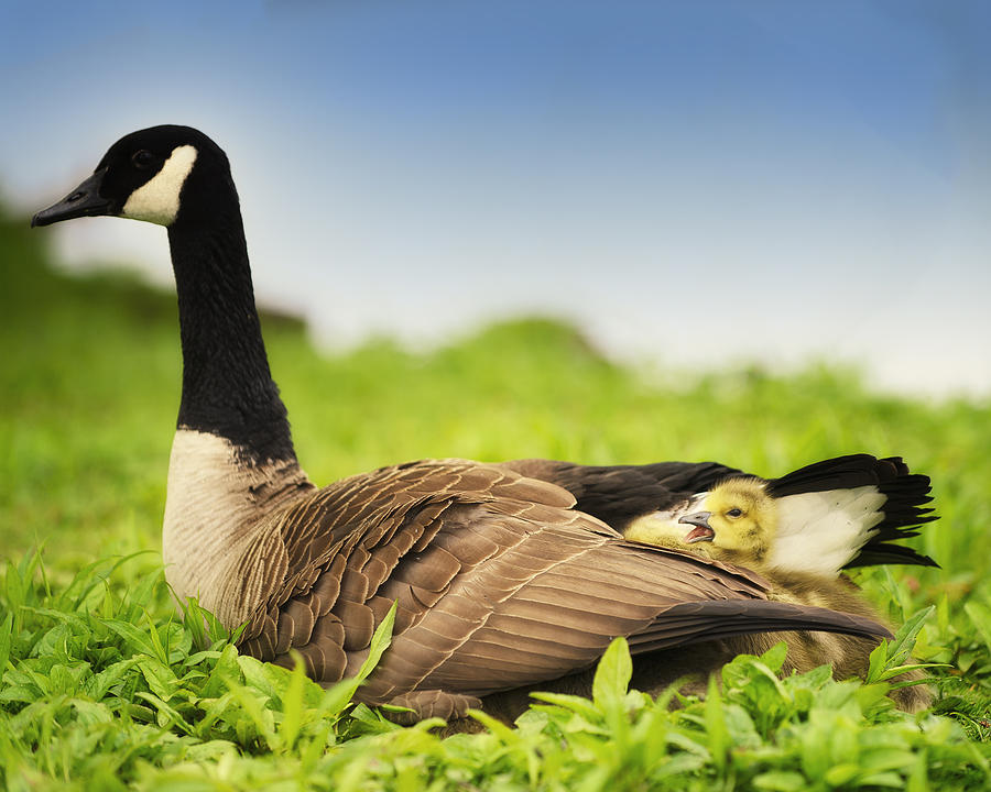 Geese Photograph - Mother Goose And The Loud One by Vicki Jauron Geese Photograph - Mother Goose And The Loud One by Vicki Jauron