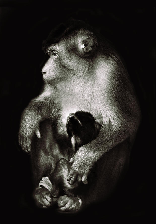 Jungle Photograph - Mother by Ivan Vukelic