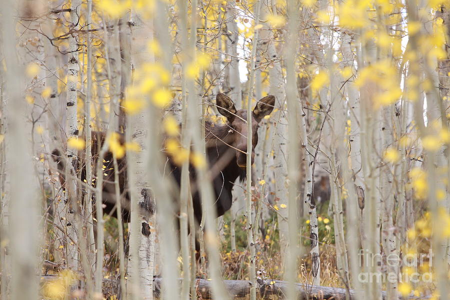 Mother Moose in the Aspens Photograph by Kate Purdy