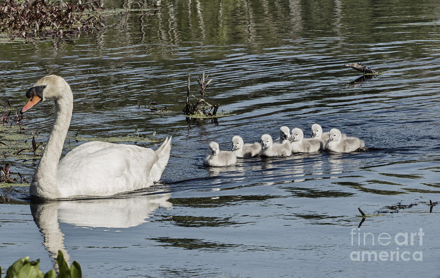 Mother Mute Swan and Babies Photograph by Ilene Hoffman