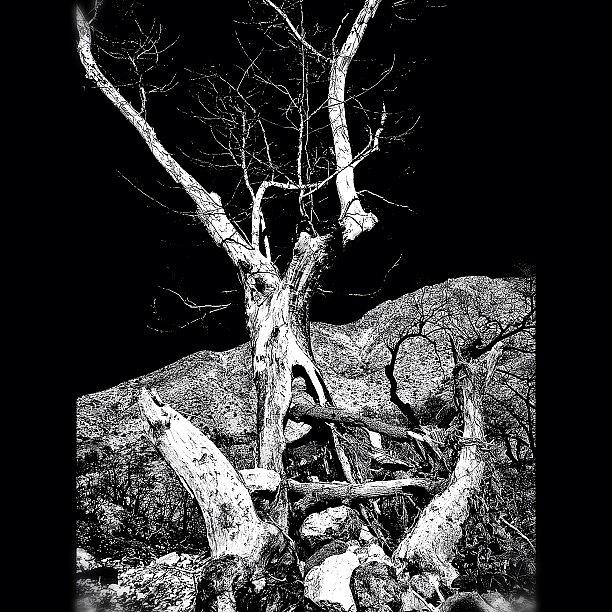 Nature Photograph - Mother Nature Is A Powerful Gal #tree by CactusPete AZ