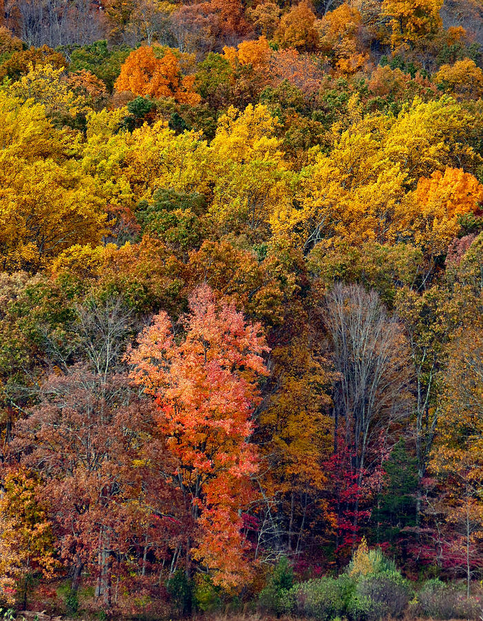 Mother Natures Pallet Photograph by Art Dingo - Pixels