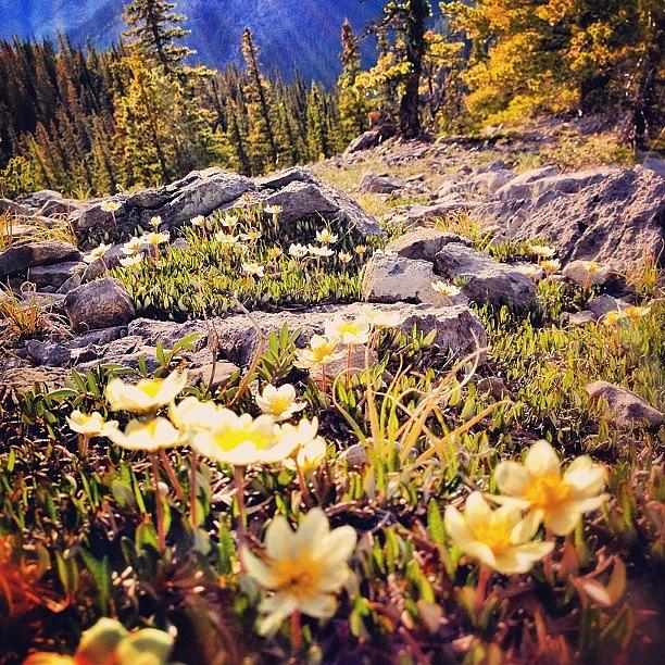Flower Photograph - Mother Natures Rock Garden by John Gaucher