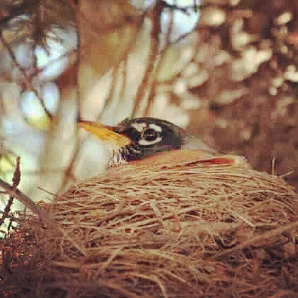Robin Photograph - mother #nest #robin #bird #indiana by Melissa Lutes