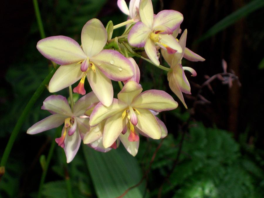 Mother of Pearl Orchids Photograph by Don Wright