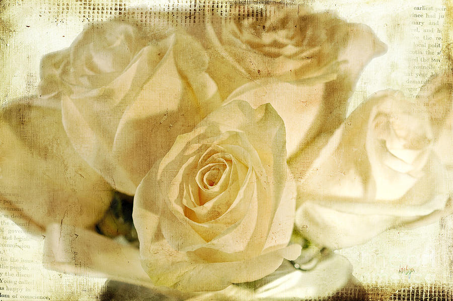 Rose Photograph - Mothers Day by Lois Bryan