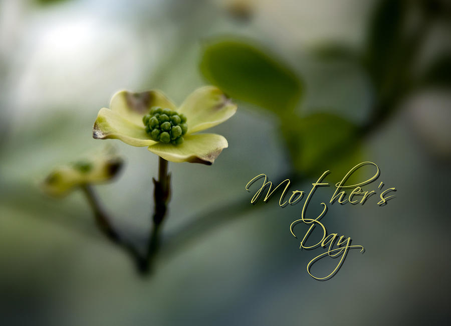 Mothers Day Photograph by Mary Timman