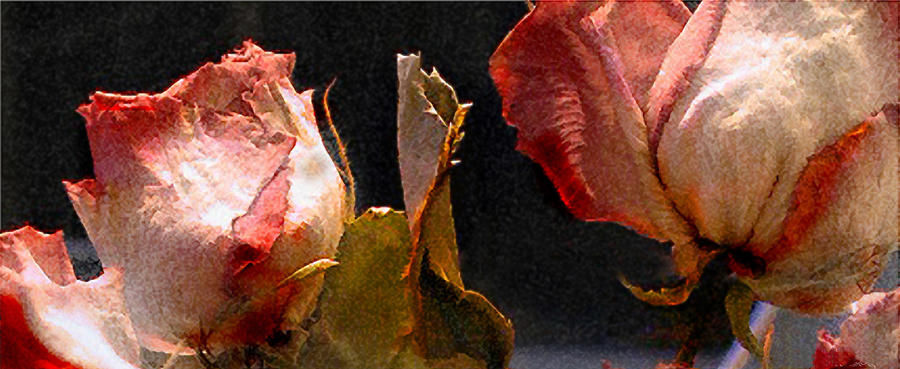 Mother's Roses by Marilyn Marchant Mother's Roses by Marilyn Marchant