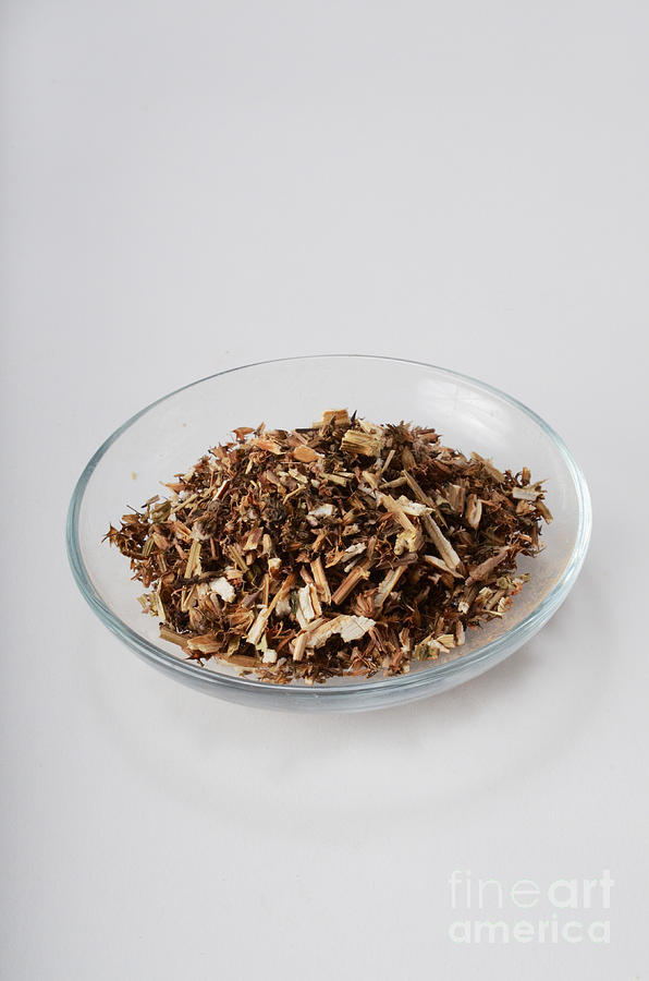 Motherwort As A Herbal Remedy Photograph by Photo Researchers, Inc. Motherwort As A Herbal Remedy Photograph by Photo Researchers, Inc.