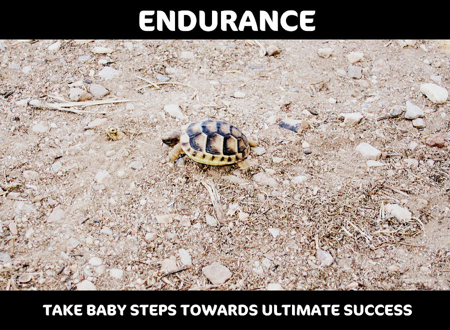 Motivational Endurance of Little Turtle Take Baby Steps Towards Ultimate Success Photograph by John Shiron