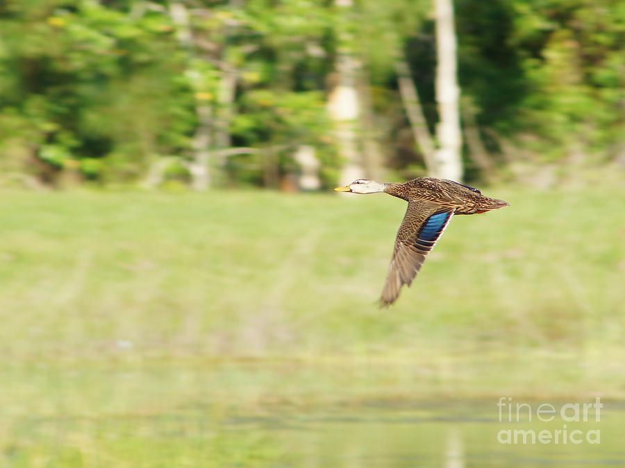 Mottled Duck Flying Photograph by Lynda Dawson-Youngclaus