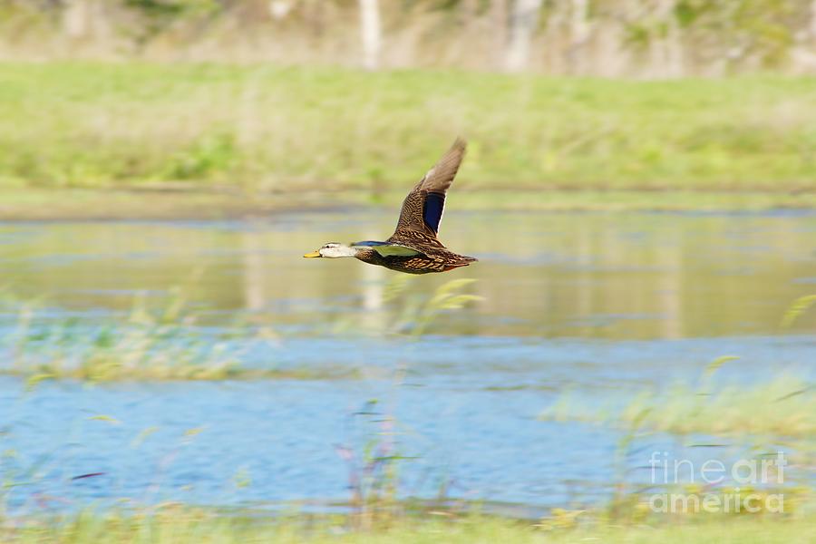 Mottled Duck in Flight Photograph by Lynda Dawson-Youngclaus