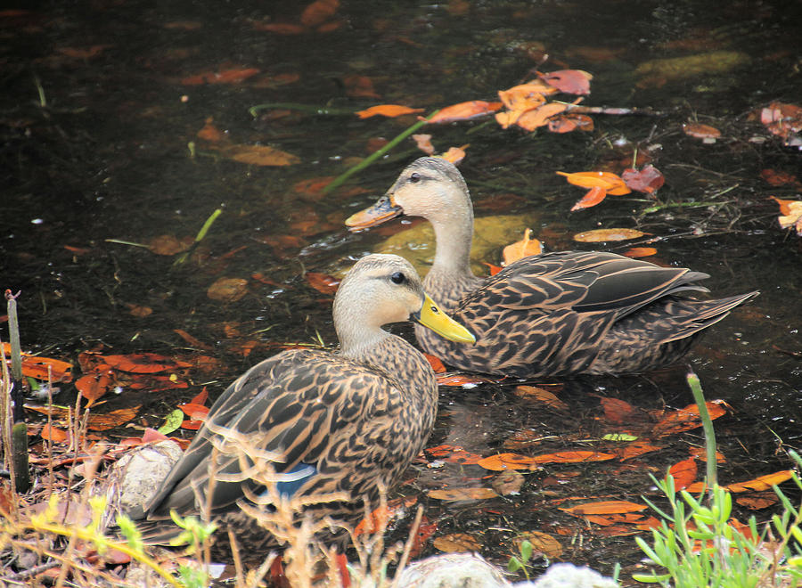 Mottled Duck Pair in Nature Photograph by Rosalie Scanlon