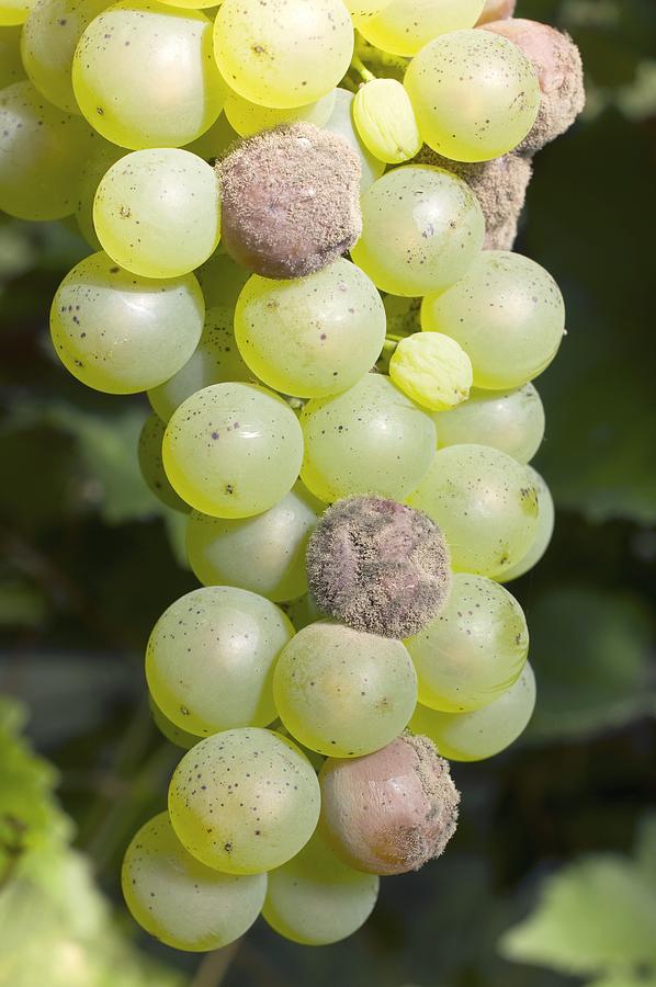 Nature Photograph - Mouldy Grapes On The Vine by Dr Jeremy Burgess
