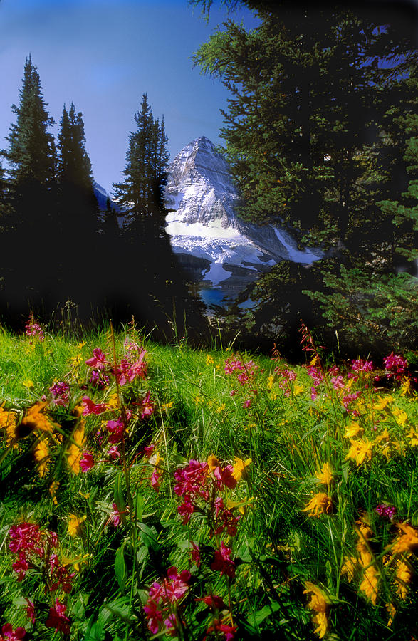 Mount Assiniboine Photograph by Jerry Kobalenko - Fine Art America