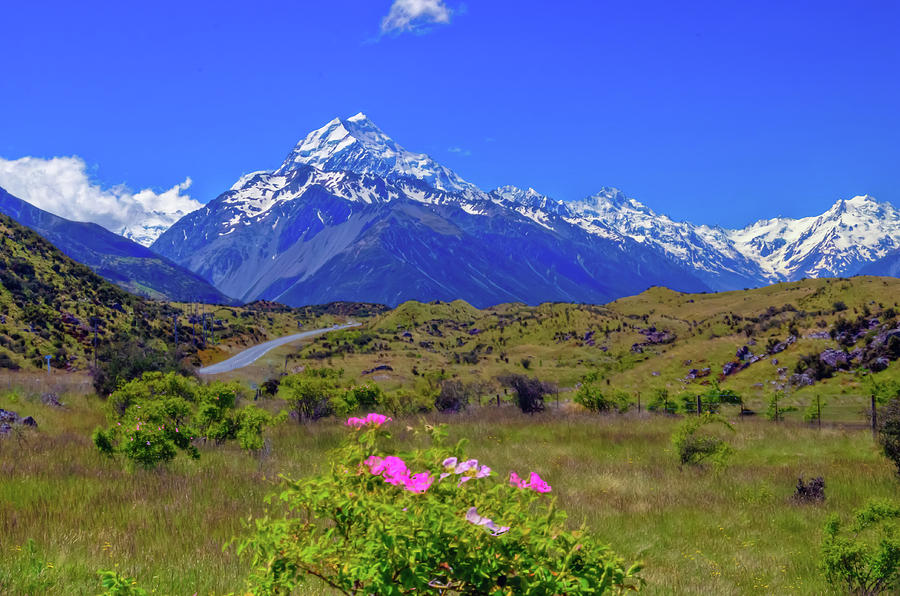Mount Cook with Mount Cook Lily in the Foreground Photograph by Harry Strharsky