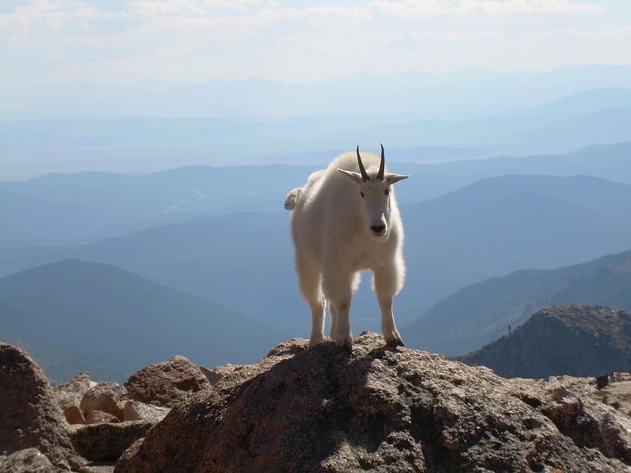 Mountain Digital Art - Mount Evans Goat by Bill Kennedy Mountain Digital Art - Mount Evans Goat by Bill Kennedy