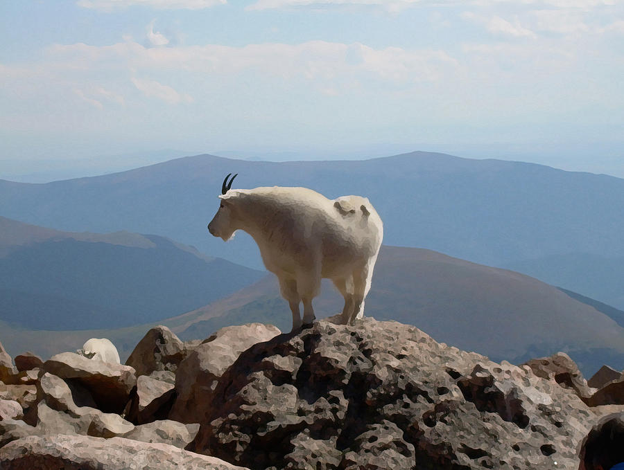 Abstract Digital Art - Mount Evans Goat 1 by Bill Kennedy Abstract Digital Art - Mount Evans Goat 1 by Bill Kennedy