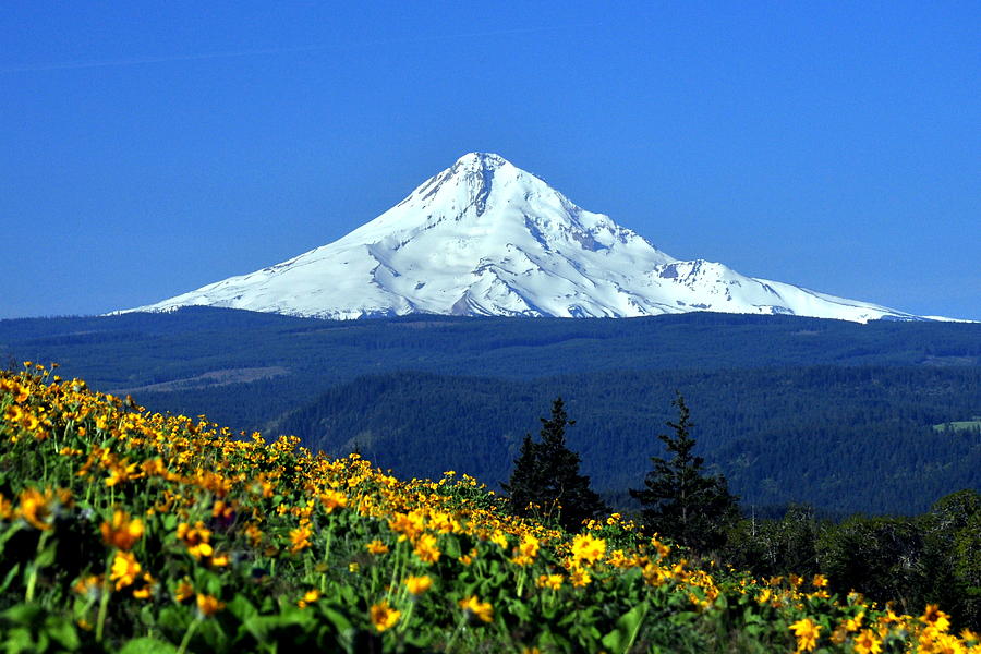 Mount Hood And Spring Flowers Photograph by Pepper Link