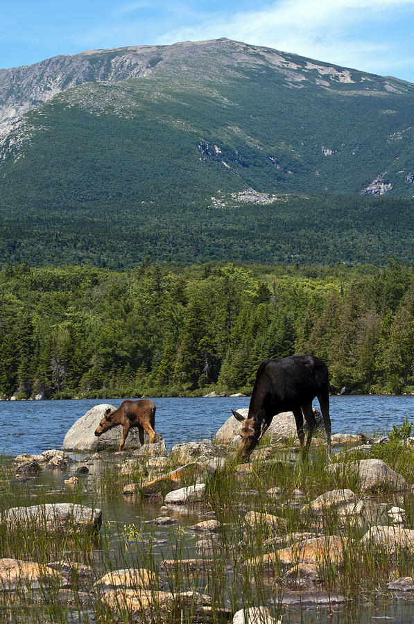 Mount Katahdin Moose Photograph by Glenn Gordon