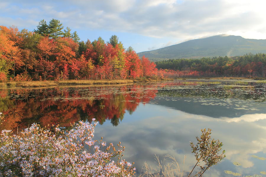 Mount Monadnock Foliage and Asters Photograph by John Burk