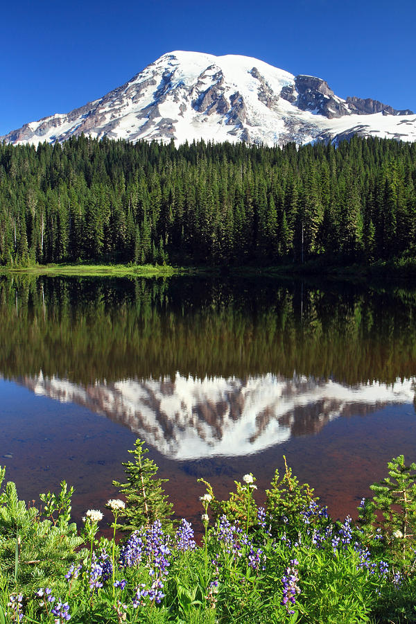 Mount Rainier Reflection Lake Wildflowers Photograph by Pierre Leclerc Photography