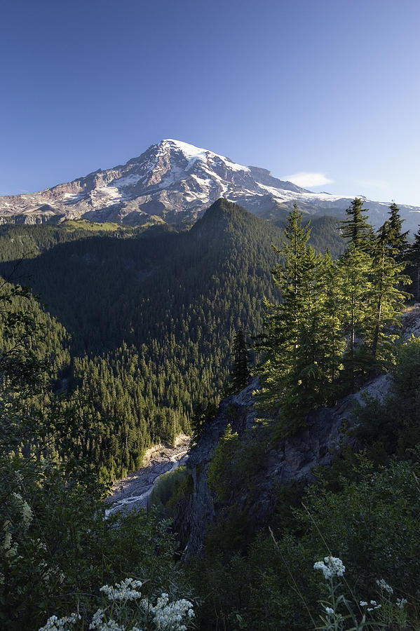 Mount Rainier Surrounded By Forest Photograph by Konrad Wothe