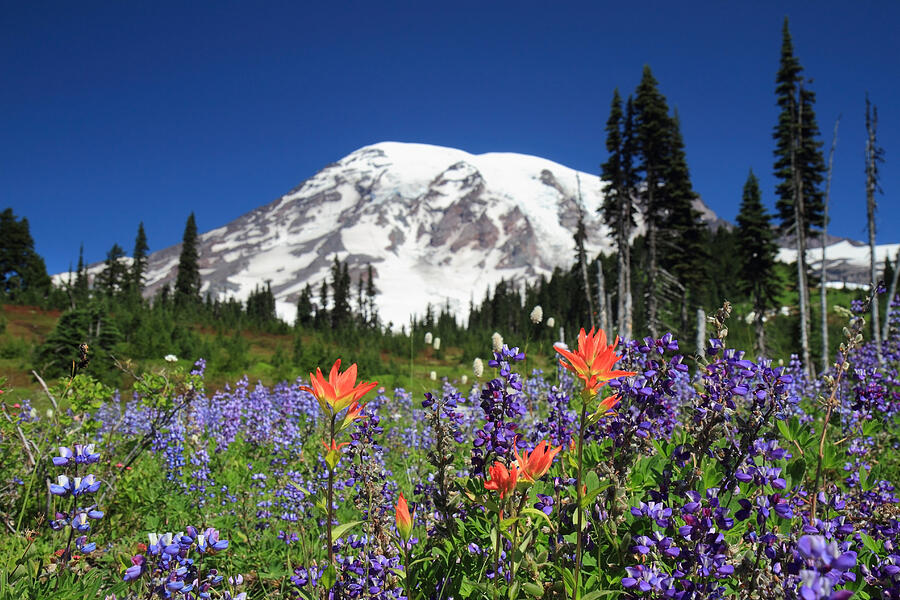 Mount Rainier Wildflowers Photograph By Pierre Leclerc Photography