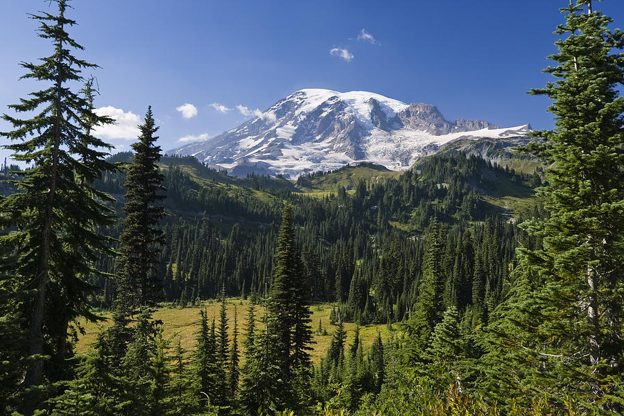 Mount Rainier With Coniferous Forest Photograph by Konrad Wothe