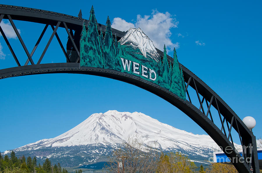 Mount Shasta from Weed Digital Art by Carol Ailles