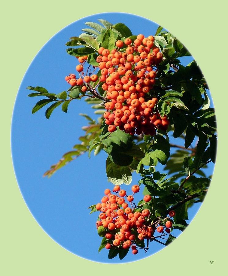 Mountain Ash Berries-Oval Photograph by Will Borden