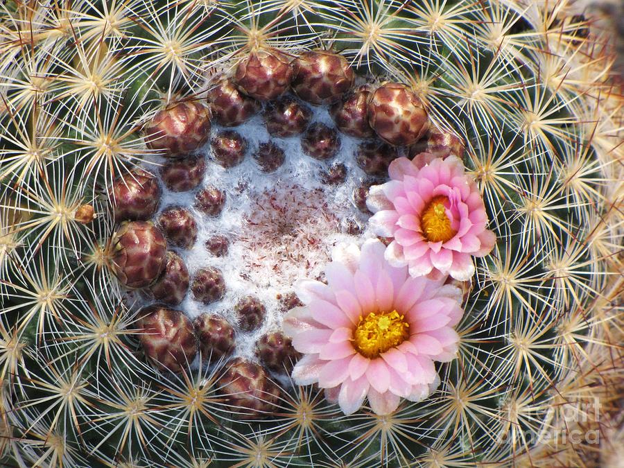 Mountain Ball Cactus Photograph by Michele Penner