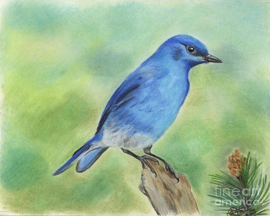 Mountain Bluebird Drawing by Christian Conner