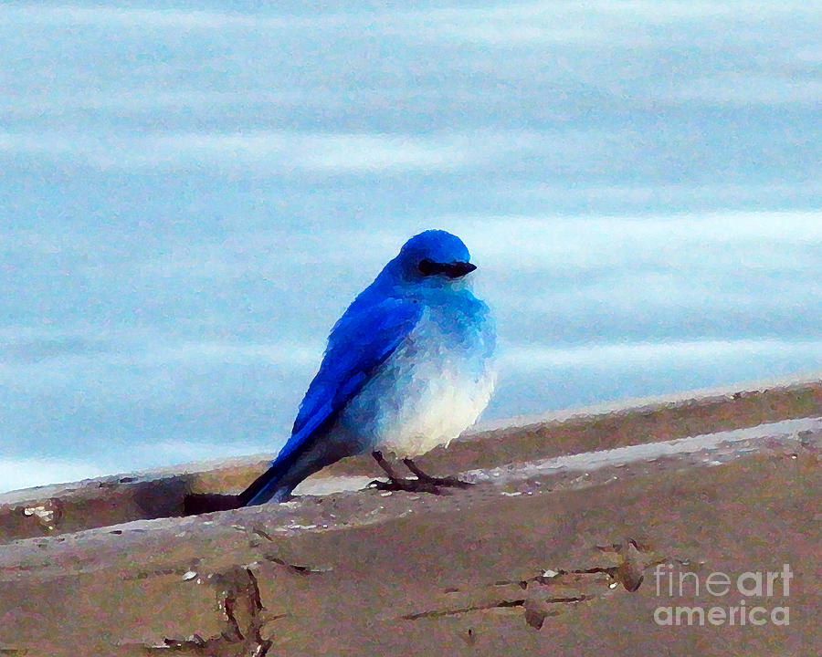 Mountain Bluebird Photograph by Patricia Januszkiewicz