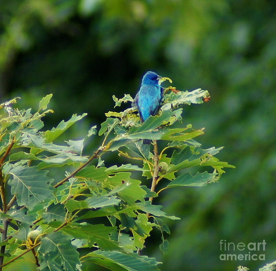 Mountain Bluebird Photograph by Paul Wilford