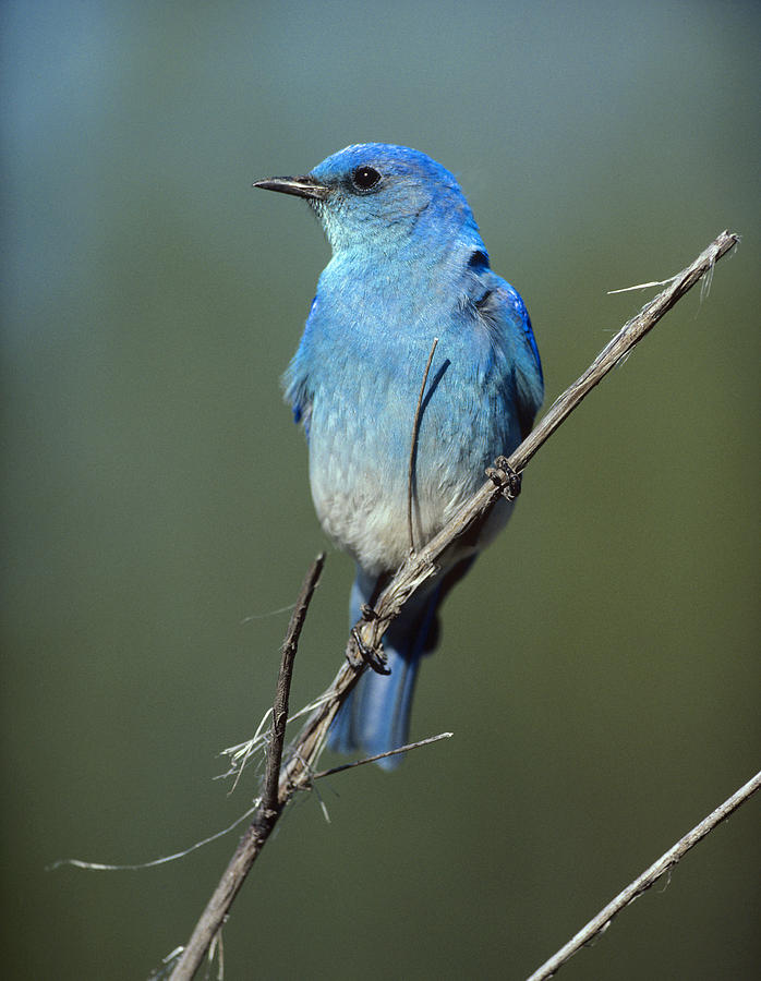 Mountain Bluebird Perching On Twig Photograph by Tim Fitzharris