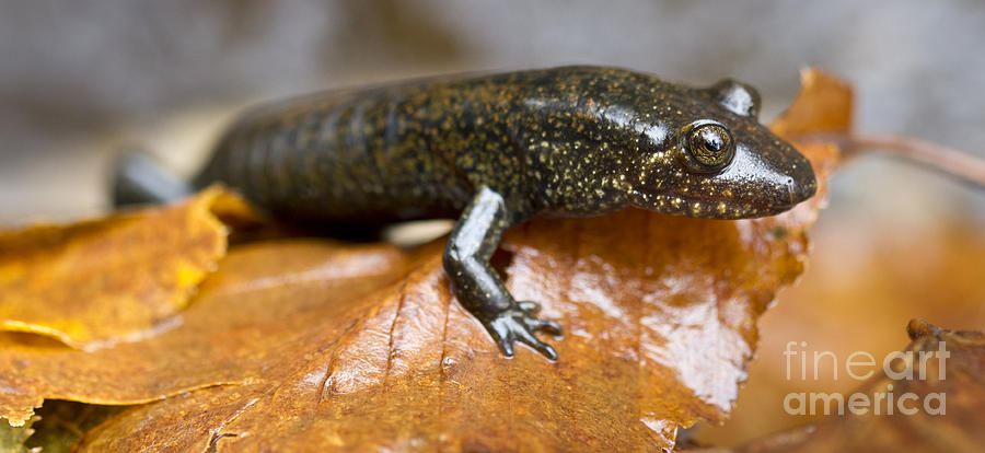 Mountain Dusky salamander Photograph by Dustin K Ryan