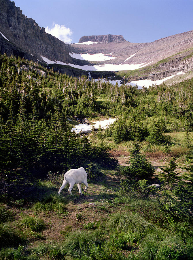Mountain Goat 4 Photograph by Lee Santa