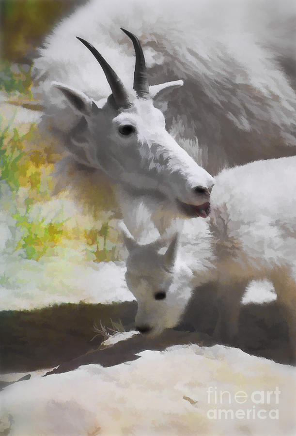 Mountain Goat and Baby  Photograph by Elaine Manley